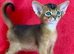 Beautiful GCCF Registered Abyssinian kittens
