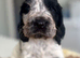 Beautiful full show cocker spaniels