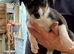 Boarder collie puppies