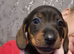 4 girls miniature dachshunds