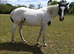 American Paint Mare 2 in 1 Package!
