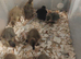 Pure Indian runner hatching eggs x6