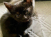 Pretty mixed tortoiseshell kitten