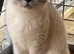 PEDIGREE, LOVING, HEALTHY NEEDING NEW HOMES