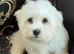 Maltese puppy 3 months male