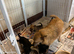 Homebred Jack Russel x Norwich terrier (cross) puppies