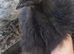 Black&gold silkies hatch 19/05/2026, off heat, unsexed