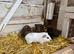 6 lovely guinea pigs