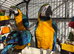 STUNNING blue and gold macaw baby&rsquo;s