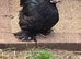 Pekin Bantam Pullets