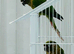 Proven breeding Pair of Conures