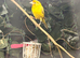 X2 Siberian goldfinch hens