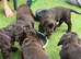 Adorable Cocker Spaniel puppies loking for a forever home