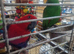 Wonderful Breeding Pair of Eclectus Parrots with a 2 day old chick for Sale