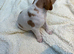 Pointer puppies/ Working & Champion Bloodlines