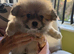 Pompoo teddy bears