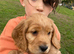 Super cocker pups, health tested parents