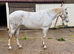 STUNNING Connie X ISH Mare