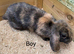 Stunning Baby mini lop rabbits