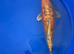 Armour scale ogon koi 50cm