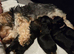 Yorkie / Biewer