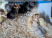 Bantums and hybrids day old chicks