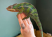 Blue Bar Ambilobe Panther Chameleon
