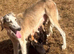 Saluki puppies
