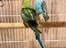 Budgies