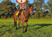 Amber Irish Sport Horse