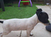 Little dottie