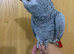 Tame and talkative African grey parrot