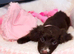 Female cocker spaniel puppy