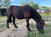 Superstar standard registered gelding