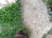 Very loving black pomeranian house trained baby boy