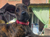 15 week old mallinois cross small