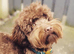 Extensively Health tested Gorgrous Toy cockapoo babies
