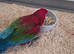 Beautiful silly tame greening macaw female