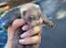 Ferrets for sale