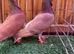 Figuritas show birds