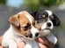 I Jack russell puppies