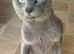 Full Pedigree Russian Blues