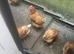 Chicken 18 Months old