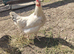 Chicken for sale