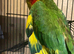 1 hoffmans conure