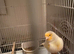 Canary