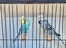 Pair of pretty budgies