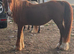 Welsh cob cross
