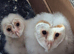 BARN OWL