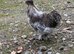 Cockerels - silkie / araucana / silver laced Wyandotte